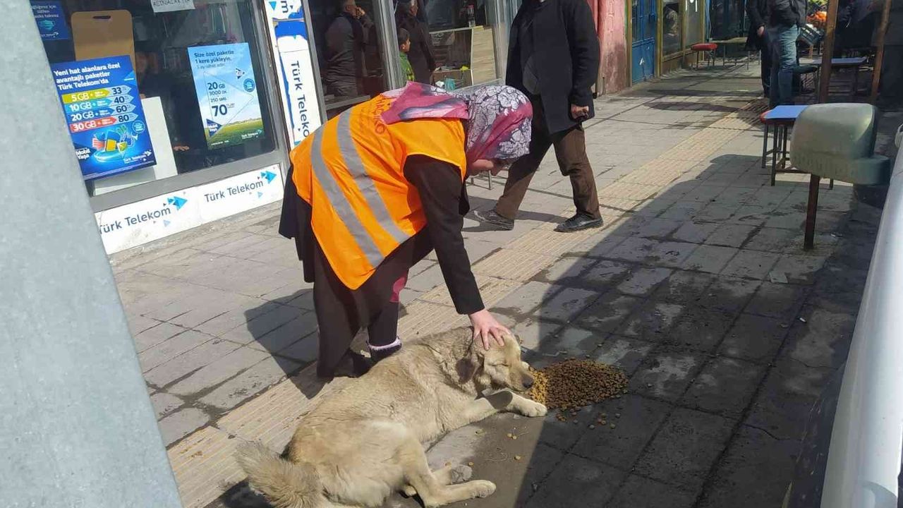 Özalp ilçesinde sokak hayvanları için beslenme etkinliği