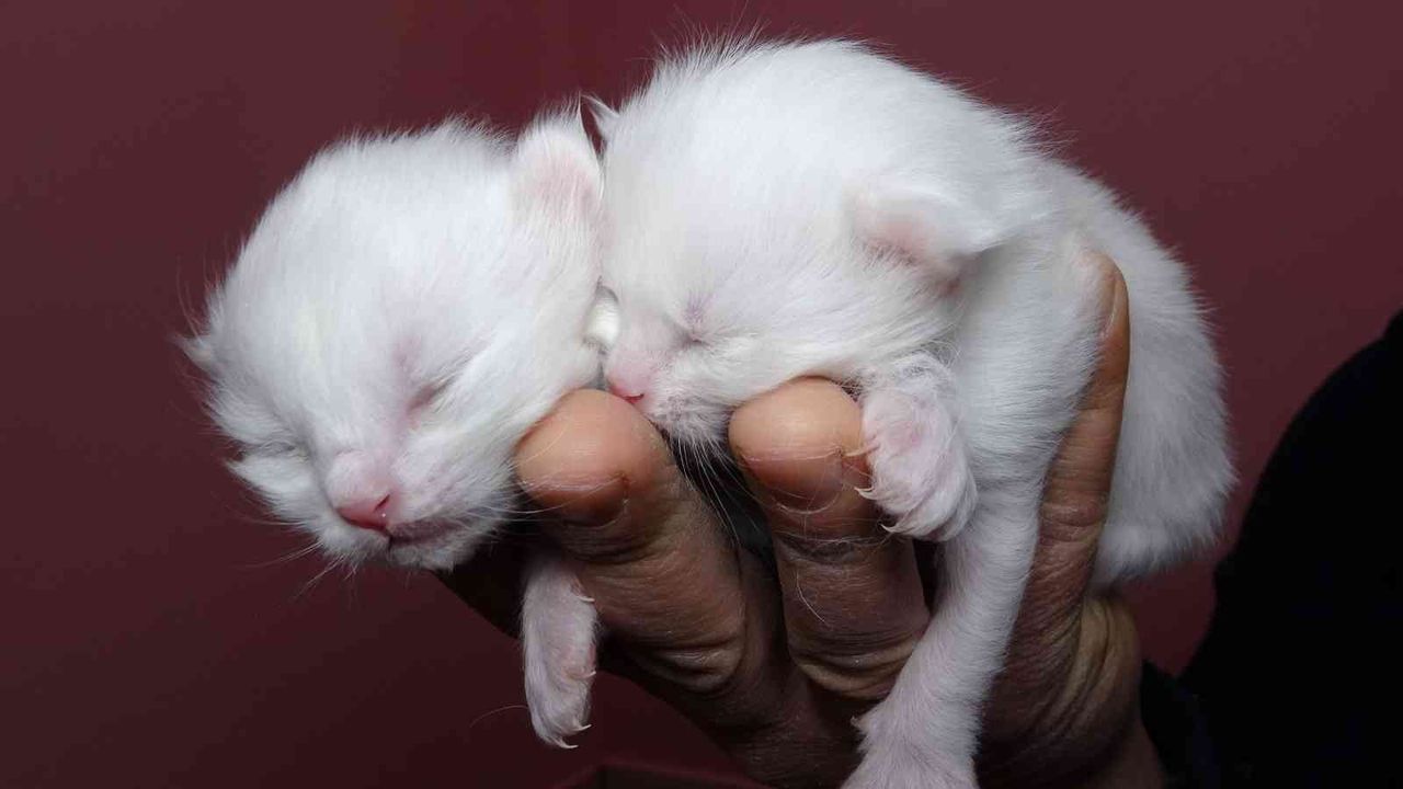 2022 yılının ilk Van kedileri dünyaya geldi
