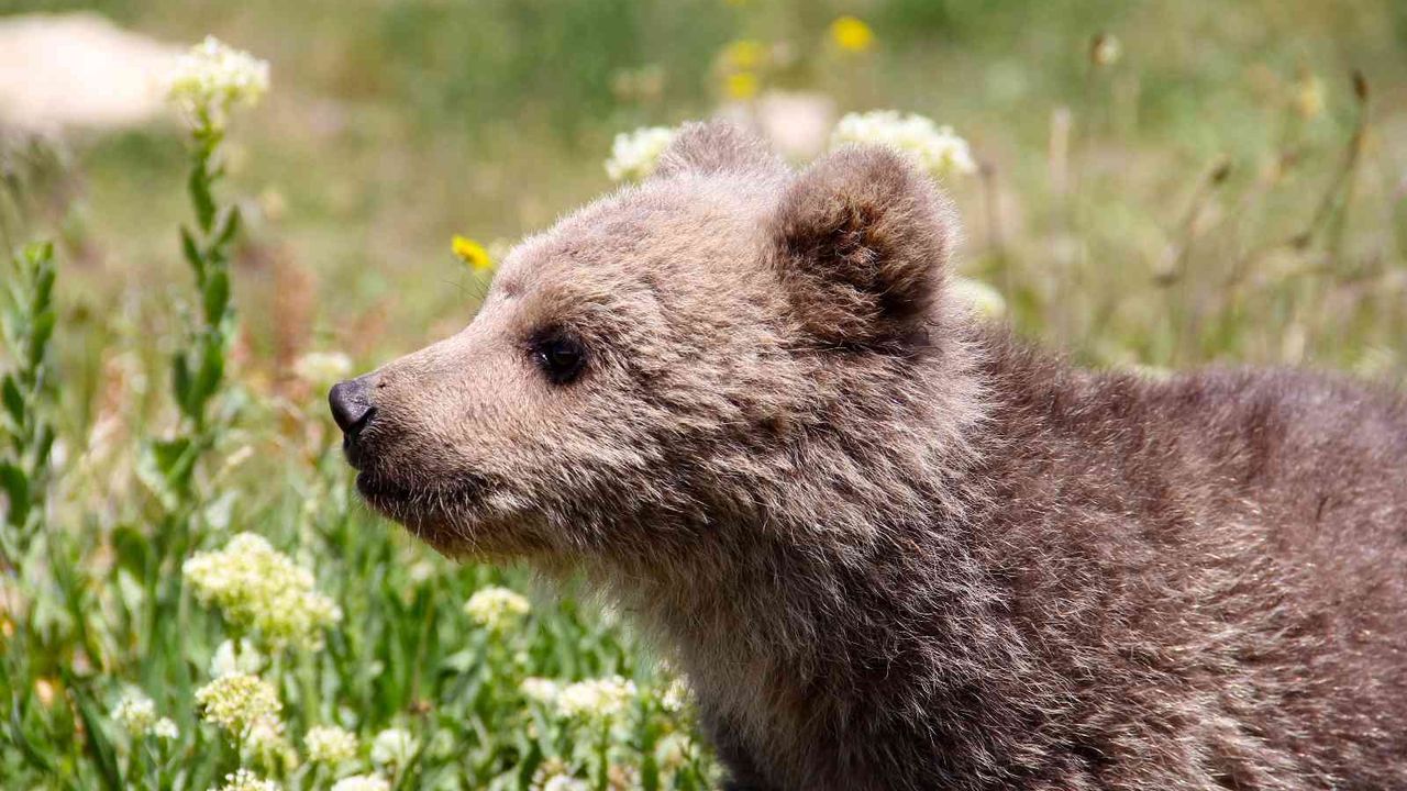 Van’da sevimli ayı yavrusuna ziyarete izin verilmeyecek