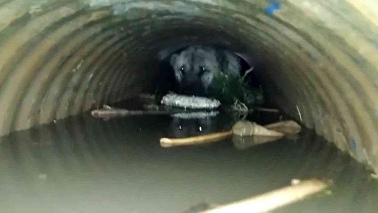 Sulama kanalına düşen köpek kurtarıldı