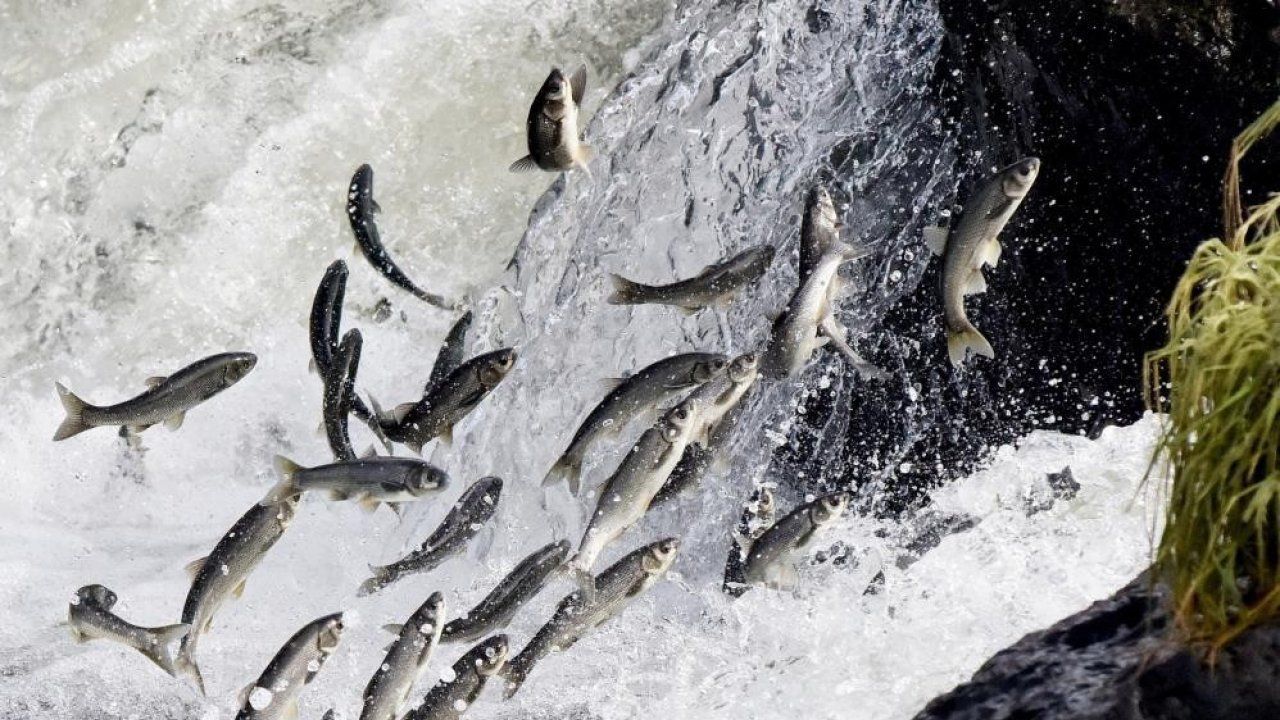 Van’da av yasağı sürecinde 110 ton inci kefali ele geçirildi