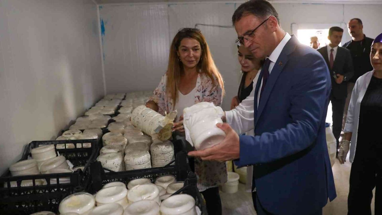 Vali Ozan Balcı, Van otlu peynirini mayaladı