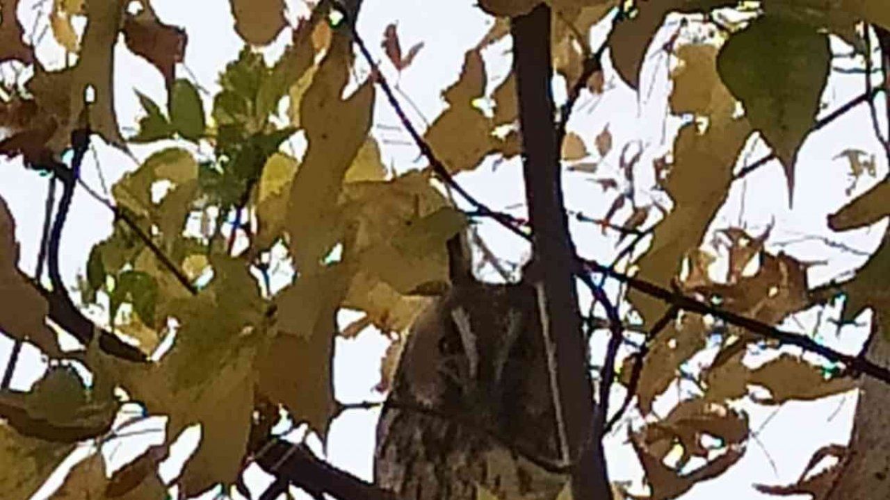 Saray’da kulaklı orman baykuşu görüntülendi