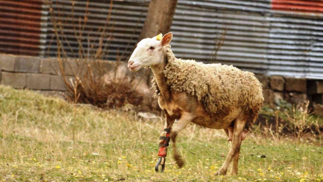 Ayağı kopan koyun protezle yeniden koşuyor
