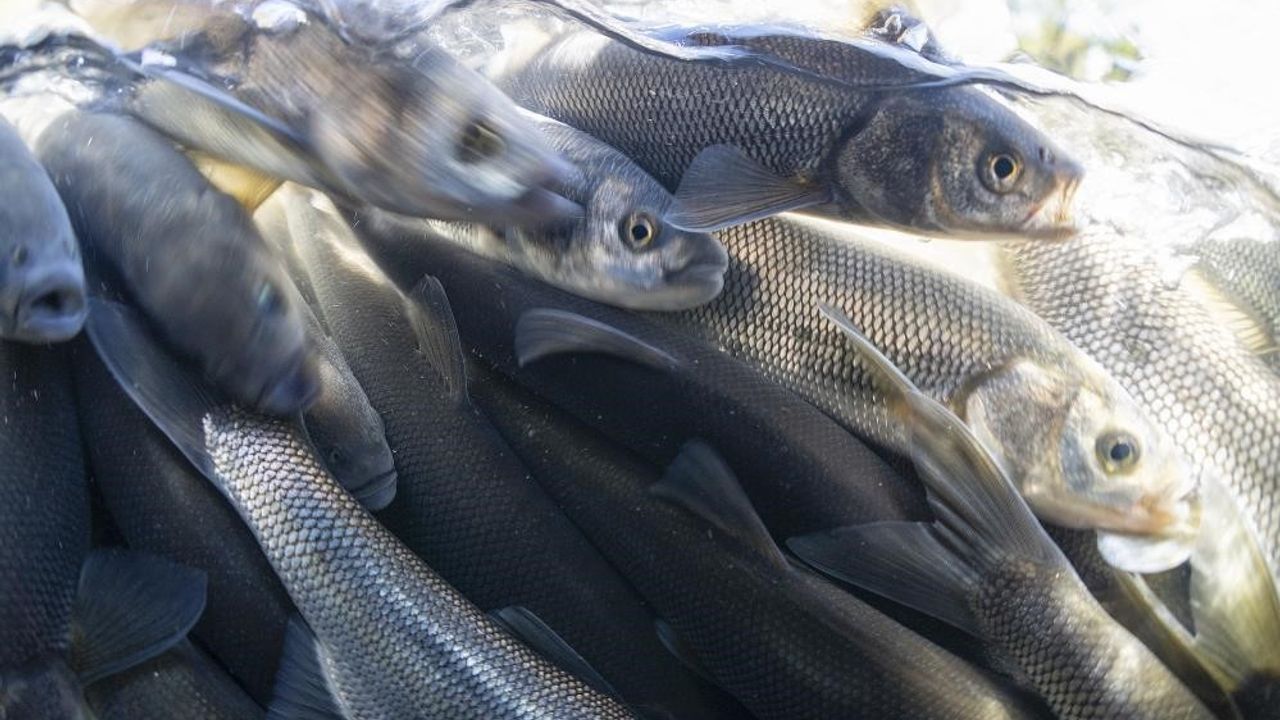 Van Gölü’nde inci kefali için av yasağı başlıyor