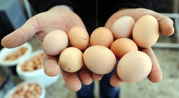Ticaret Bakanlığı, yumurta fiyatları konusunda harekete geçti!