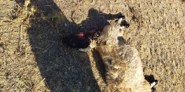 Aç kalan kurtlar sürüye saldırdı: 28 koyun telef oldu