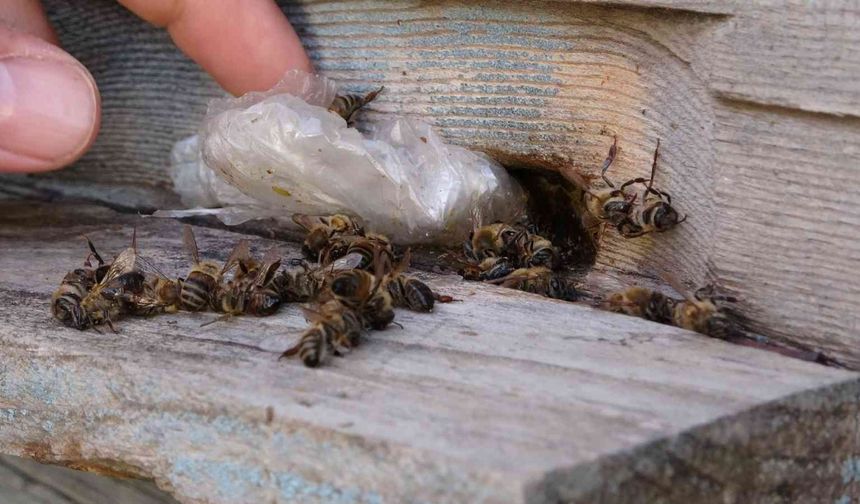 Yalancı bahar arıları vurdu