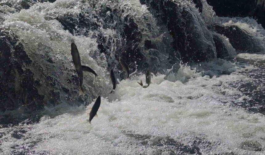Uçan balıkların muhteşem göç yolculuğuna susuzluk engeli